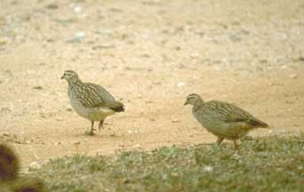 Crested francolin
